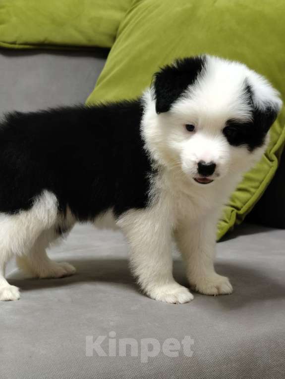 Собаки в других городах Приморского края: Бордер колли, документы РКФ Девочка, 100 000 руб. - фото 6