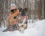 Собаки в Москве: Рея Девочка, Бесплатно - фото 2