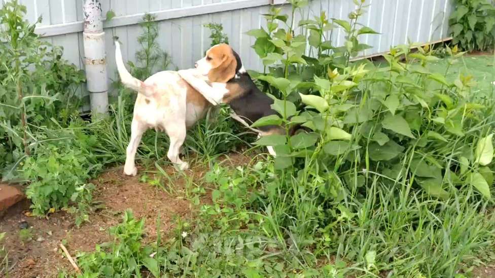 Собаки в Москве: Шикарный мальчик бигля Мальчик, 80 000 руб. - фото 7