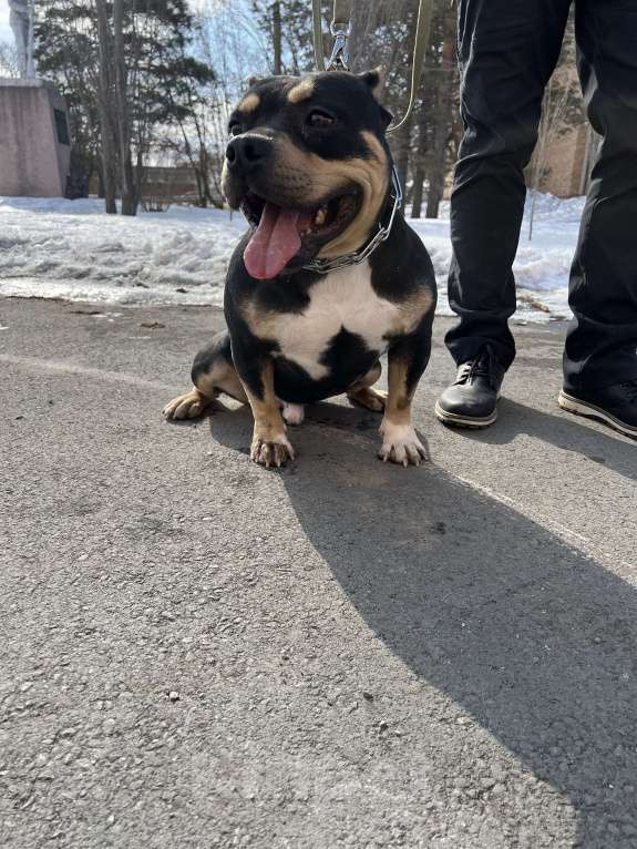 Собаки в Уссурийске: Продаётся Красивый кобель американского булли  Мальчик, 50 000 руб. - фото 3