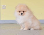 Собаки в Подольске: Шпиц кремовый щенок Девочка, Бесплатно - фото 6