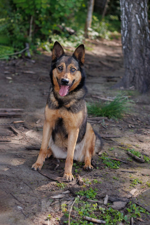 Собаки в других городах Московской области: Личи Девочка, Бесплатно - фото 4
