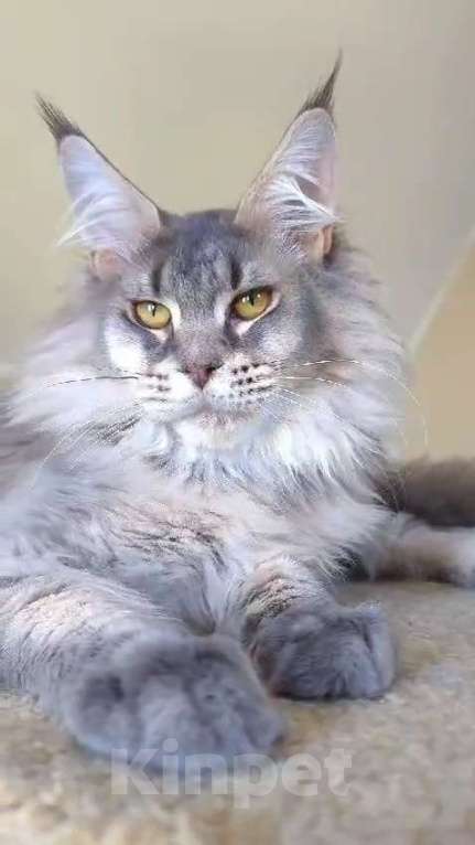 Кошки в Иваново: Котик мейн кун Мальчик, 45 000 руб. - фото 2