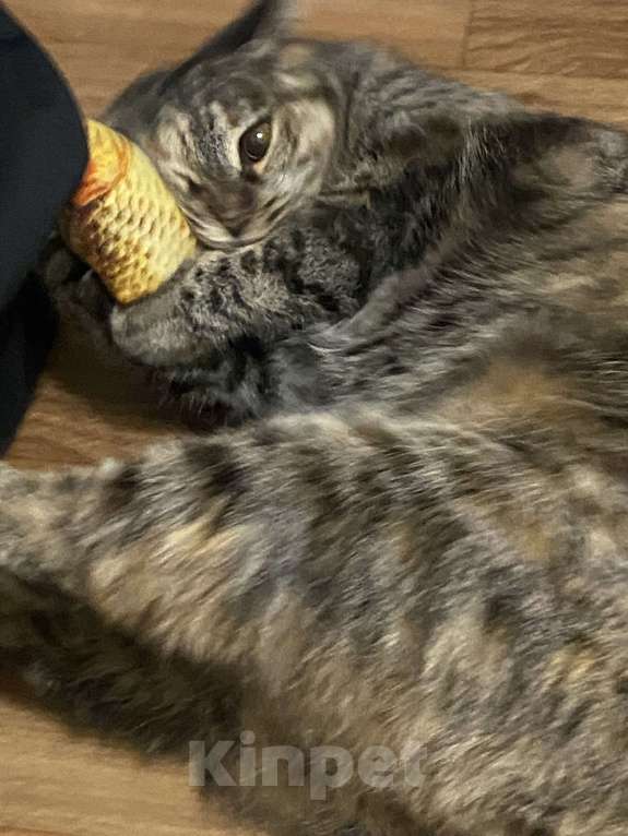 Кошки в Санкт-Петербурге: Кошка в добрые руки Девочка, Бесплатно - фото 2