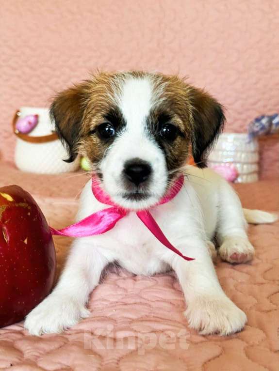 Собаки в Красноярске: Щенок Джек Рассел Терьер от Чемпионов c родословной Девочка, 30 000 руб. - фото 9