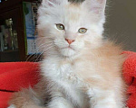 Кошки в Барнауле: котенок мейн кун  Мальчик, Бесплатно - фото 1