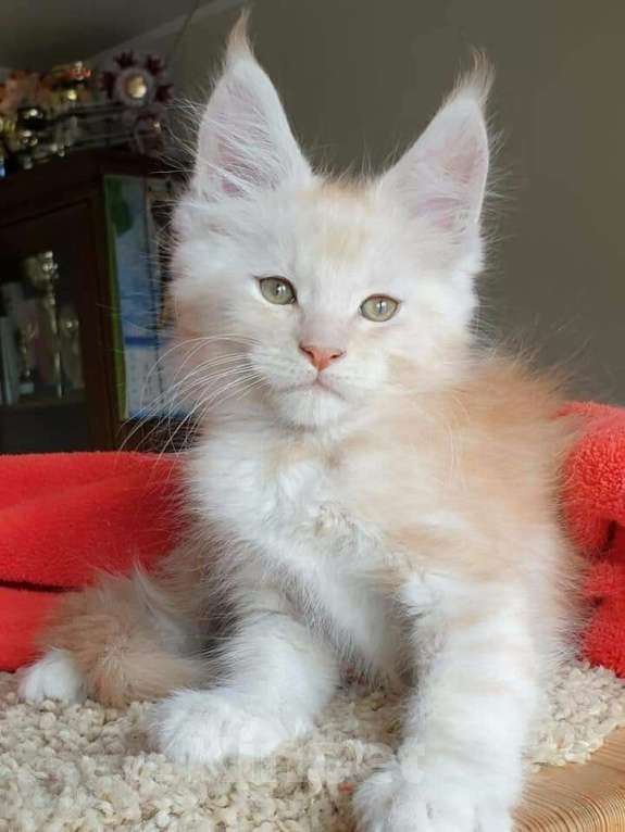 Кошки в Барнауле: котенок мейн кун  Мальчик, Бесплатно - фото 1