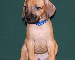 Собаки в Москве: Мальчик Родезийского Риджбека  Мальчик, 100 000 руб. - фото 2