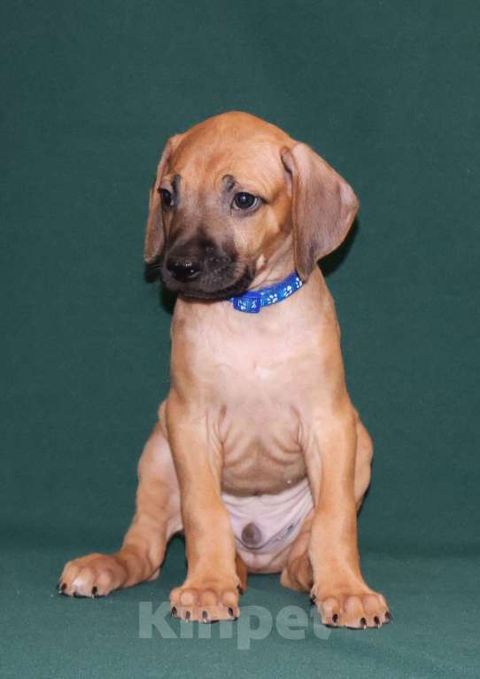 Собаки в Москве: Мальчик Родезийского Риджбека  Мальчик, 100 000 руб. - фото 2