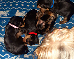 Собаки в Орле: Щенки от интерчемпиона Девочка, 50 000 руб. - фото 3