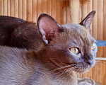Кошки в Москве: Бурманские котята Мальчик, 30 000 руб. - фото 2