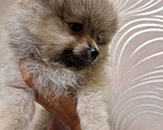 Собаки в Москве: Шпиц померанский - милый пушистый мальчик Мальчик, 18 000 руб. - фото 3