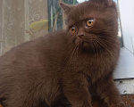 Кошки в Москве: Британские котята разного возраста и окраса Мальчик, 15 000 руб. - фото 10
