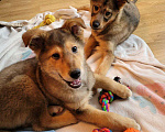 Собаки в Москве: Щенок в добрые руки Мальчик, Бесплатно - фото 5