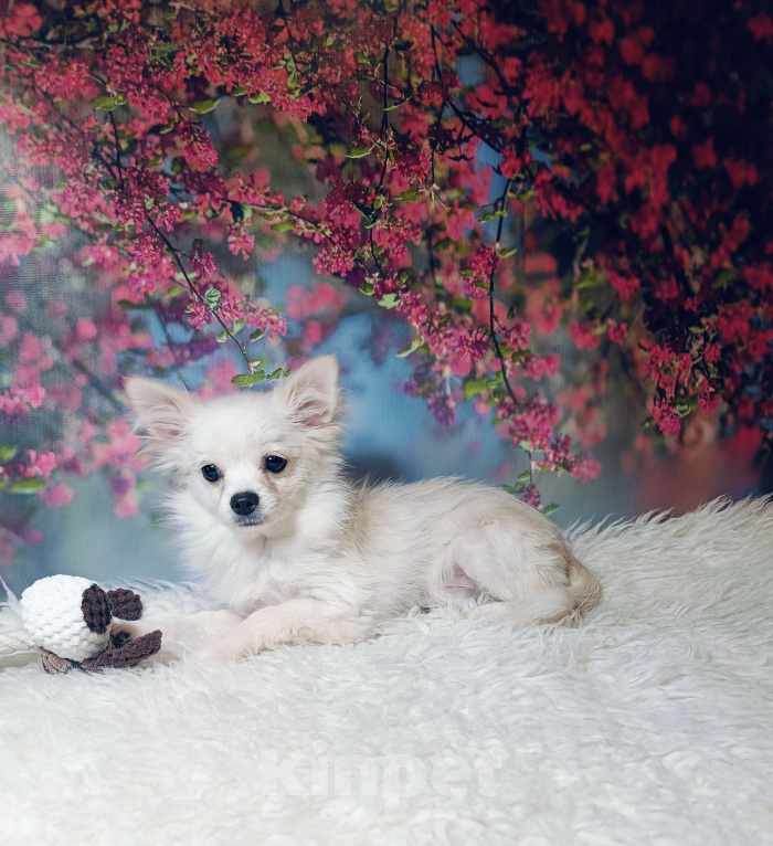 Собаки в Москве: Милый классик Мальчик, 20 000 руб. - фото 1