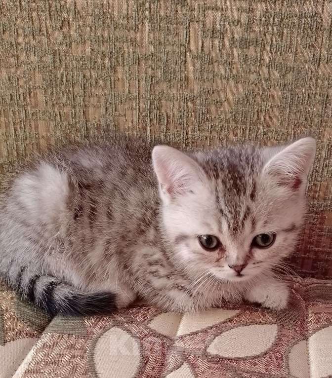 Кошки в других городах Волгоградской области: Шотландский котёнок Мальчик, 3 000 руб. - фото 4