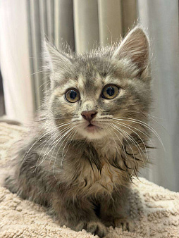 Отдам в добрые руки. Срочно!