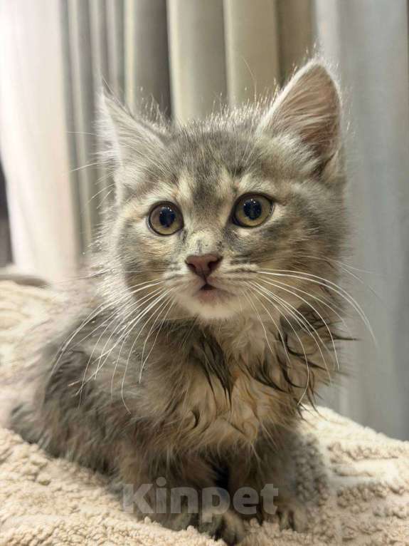 Кошки в Сочи: Отдам в добрые руки. Срочно! Девочка, Бесплатно - фото 1