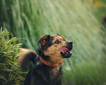 Собаки в Санкт-Петербурге: Макс ищет дом Мальчик, Бесплатно - фото 3