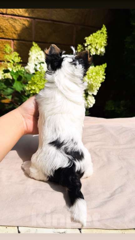 Собаки в Москве: Бивер мальчик  Мальчик, 45 000 руб. - фото 3