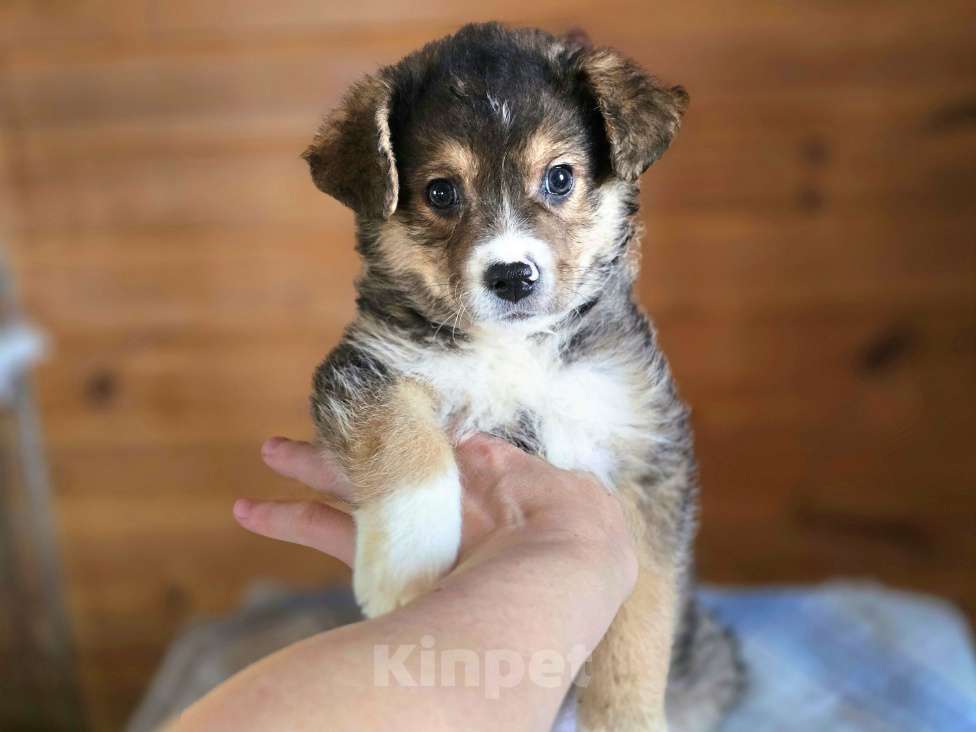 Собаки в Новосибирске: Щенок отчаянно ищет свой дом в Новосибирске Мальчик, Бесплатно - фото 2