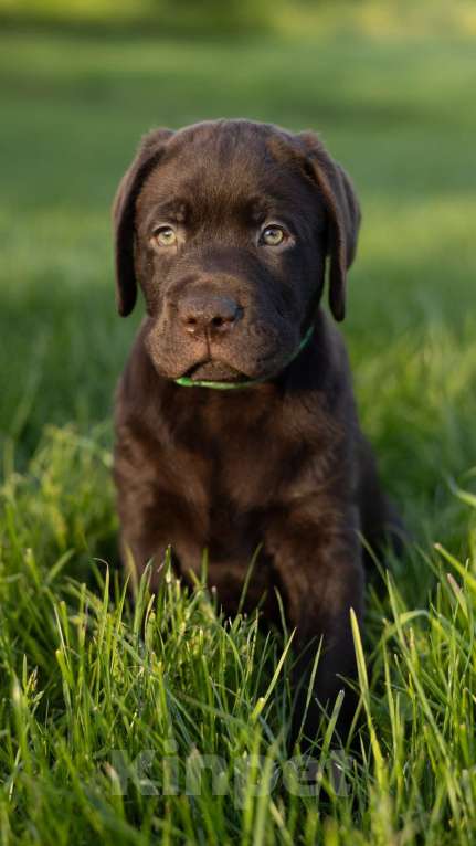 Собаки в Ярославле: Продаются щенки лабрадора-ретривера шоколадного окраса кобели Мальчик, 60 000 руб. - фото 4