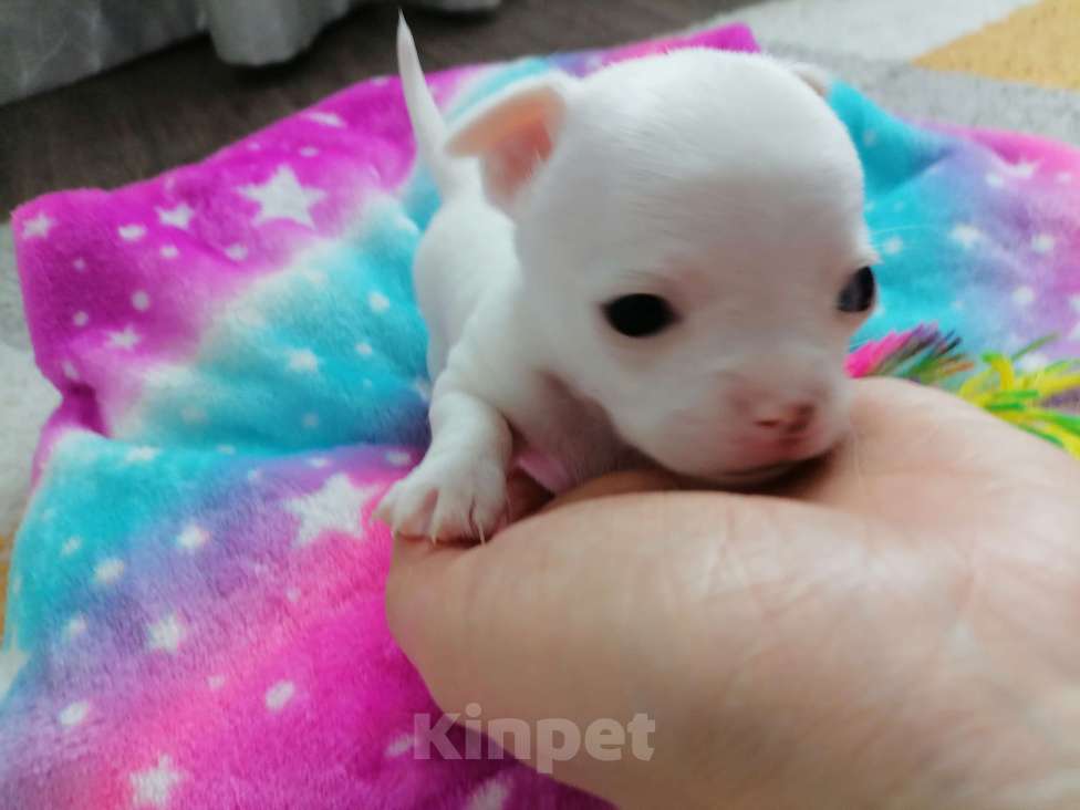 Собаки в Хабаровске: Щенок чихуахуа девочка  Девочка, 25 000 руб. - фото 6