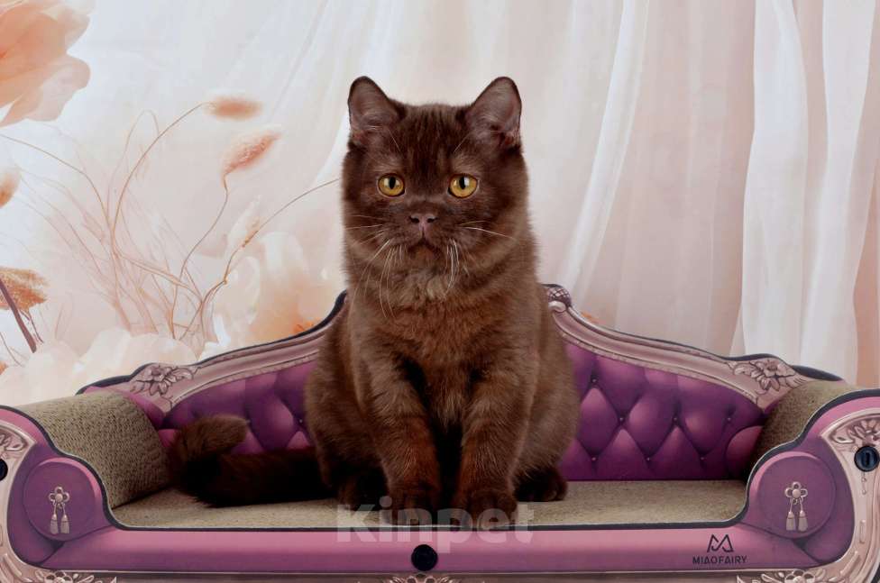 Кошки в Санкт-Петербурге: Британский котик вкусного окраса шоколад Мальчик, 45 000 руб. - фото 9