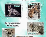Кошки в Новоалтайске: Бенгальские котята Девочка, 40 000 руб. - фото 2