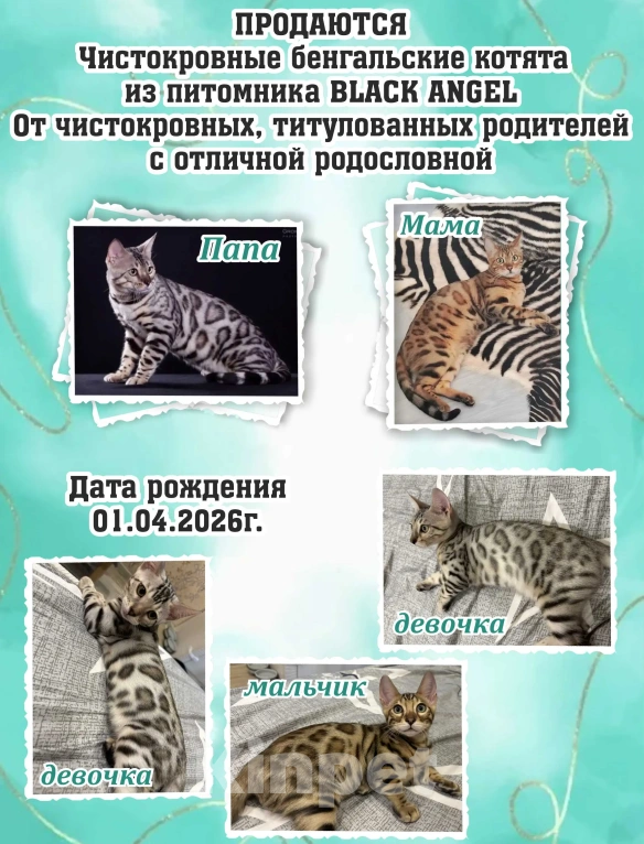 Кошки в Новоалтайске: Бенгальские котята Девочка, 40 000 руб. - фото 2