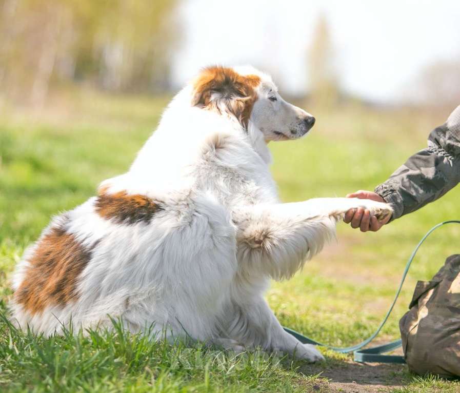 Собаки в Москве: Пушистый Таир ищет дом! Мальчик, Бесплатно - фото 2