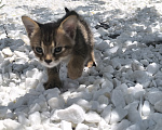 Кошки в Геленджике: Котята Чаузи Мальчик, 30 000 руб. - фото 1