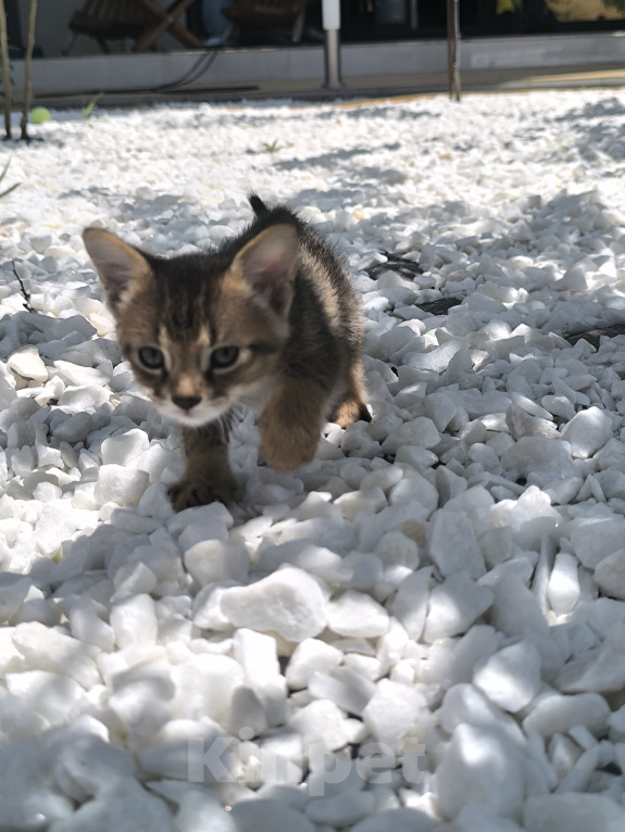 Кошки в Геленджике: Котята Чаузи Мальчик, 30 000 руб. - фото 1