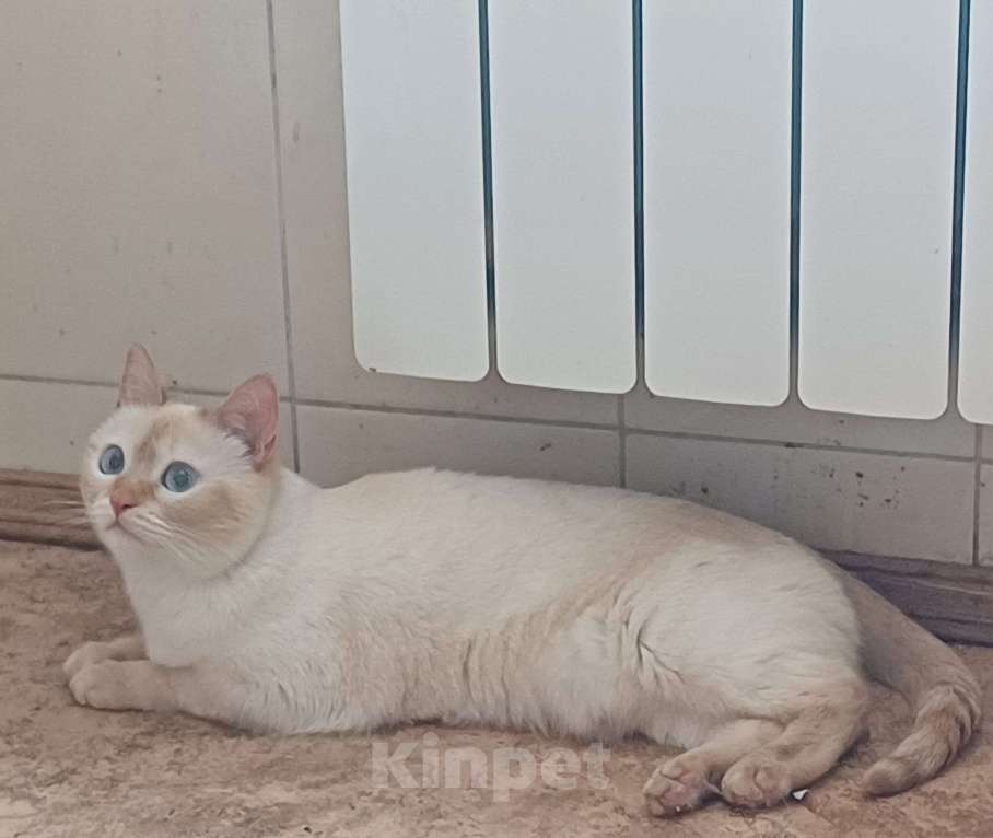 Кошки в Москве: Тайская кошечка в добрые руки Девочка, Бесплатно - фото 5