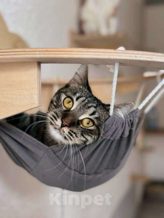 Кошки в Балашихе: Гренка Девочка, Бесплатно - фото 1