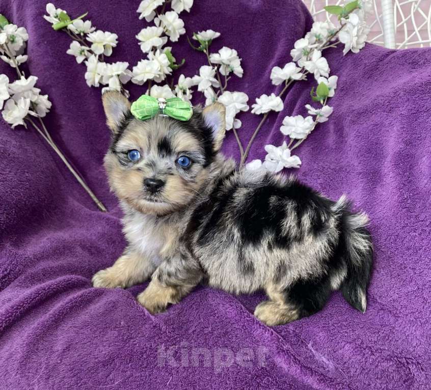 Собаки в Москве: Йорк с двумя синими глазами мальчик мерле Мальчик, 120 000 руб. - фото 1
