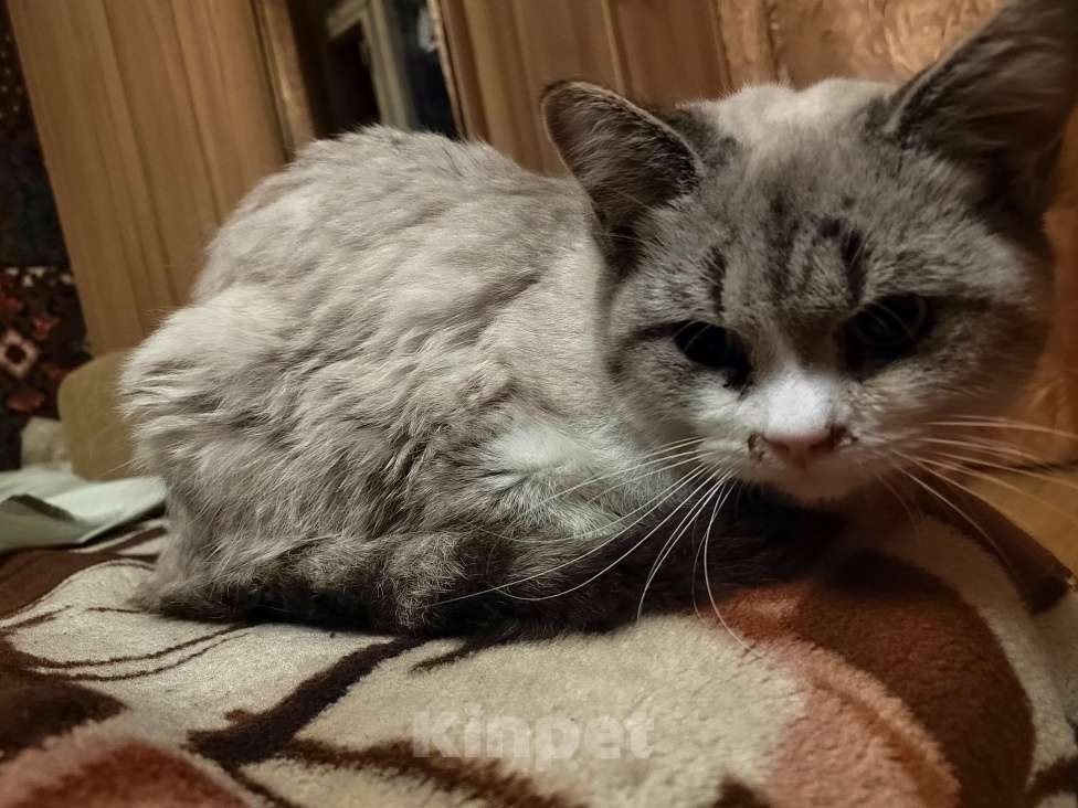 Кошки в Москве: Безпонятия Мальчик, Бесплатно - фото 3