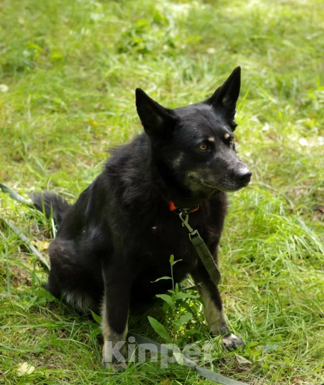 Собаки в Ногинске: Милли Девочка, Бесплатно - фото 5