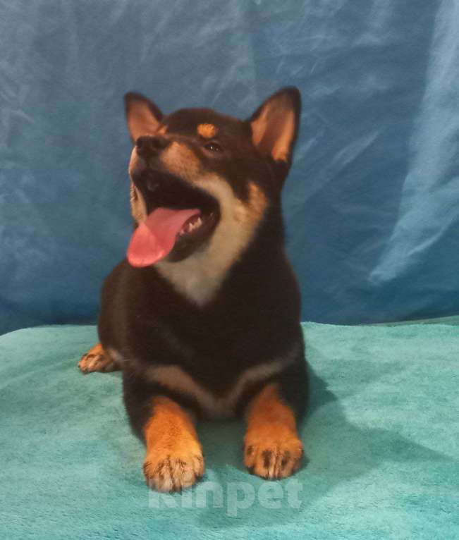 Собаки в Красноярске: Сиба Ину девочка Девочка, 100 000 руб. - фото 2