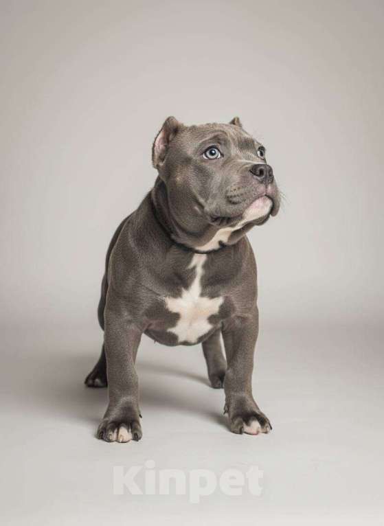 Собаки в других городах Московской области: Американчкий булли Мальчик, 150 000 руб. - фото 3