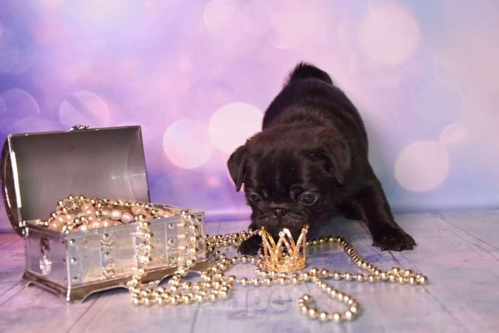 Собаки в Ростове-на-Дону: Щенки мопса  Девочка, 60 000 руб. - фото 4