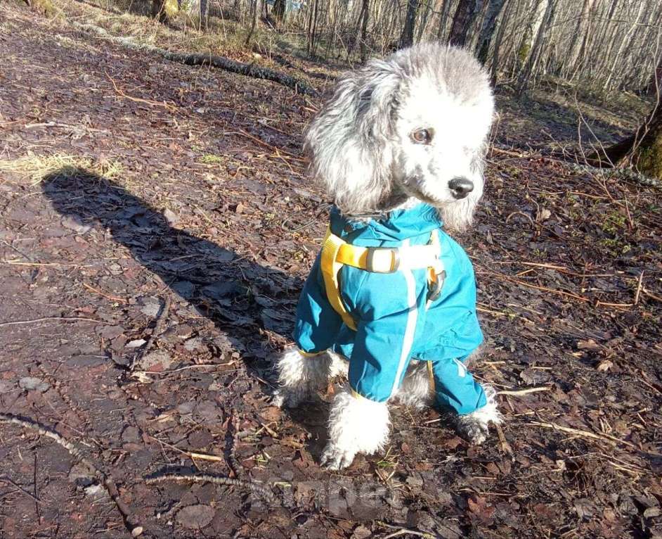 Собаки в Санкт-Петербурге: Пуделята, мальчики,цвет серебро Мальчик, 55 000 руб. - фото 2