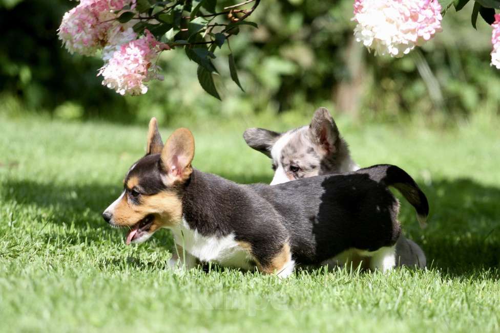 Собаки в Москве: Вельш корги кардиган-девочка Девочка, 50 000 руб. - фото 3