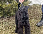 Собаки в Перми: Щенок Керри блю терьера  Мальчик, 50 000 руб. - фото 2