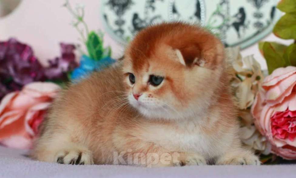 Кошки в Москве: Золотая шиншилла с документами  Девочка, 40 000 руб. - фото 7