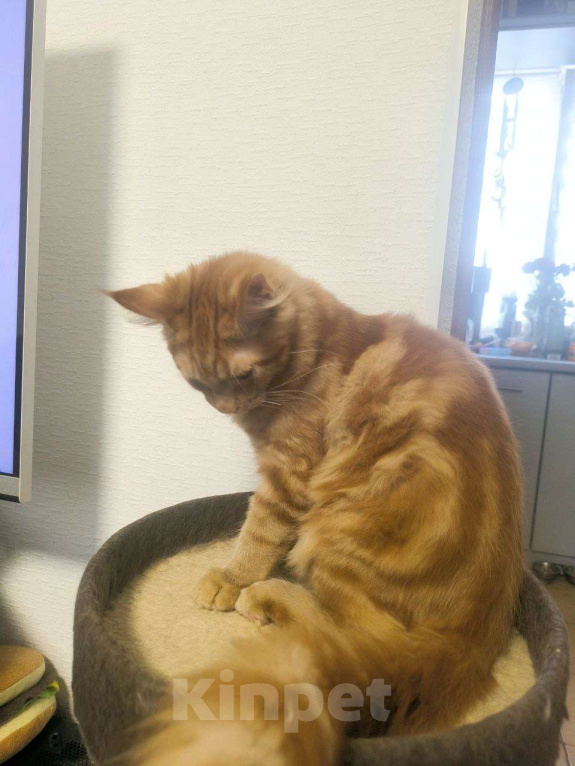 Кошки в Симферополе: Котята мейн-кун Мальчик, 25 000 руб. - фото 4