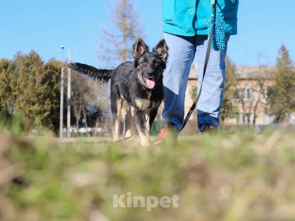 Собаки в Москве: Щенок в добрые руки (помесь с овчаркой) Девочка, Бесплатно - фото 3