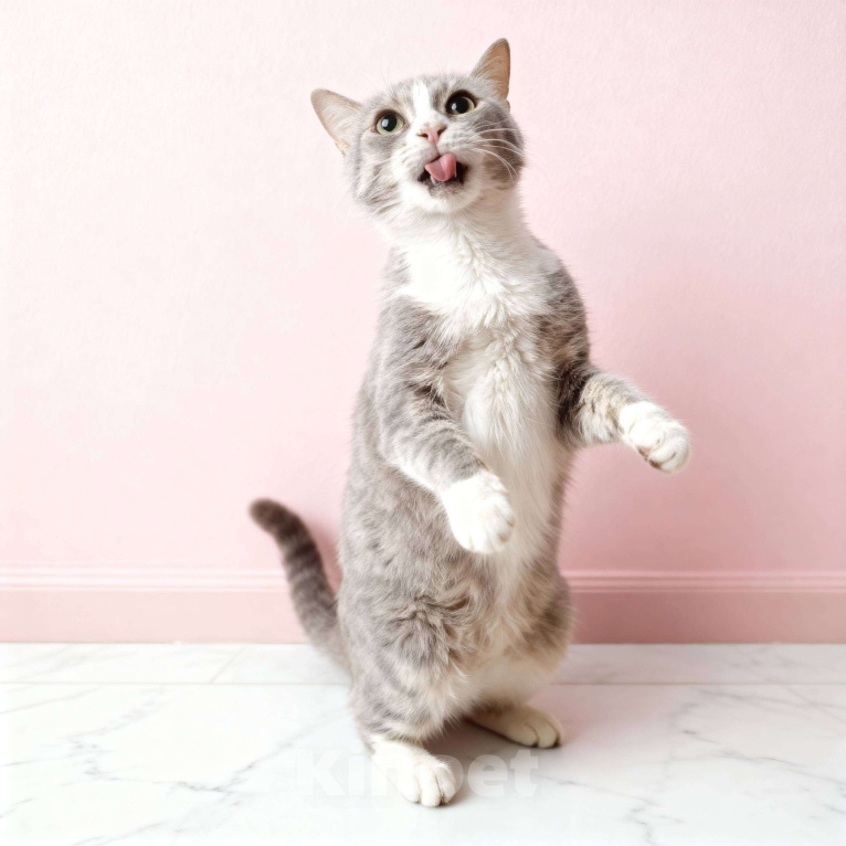 Кошки в Москве: Уже 10 месяцев ждет семью Девочка, Бесплатно - фото 8