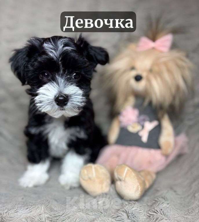 Собаки в Москве: Очаровательные щенки гаванского бишона Девочка, 80 000 руб. - фото 3