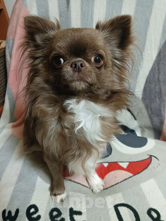 Собаки в Новосибирске: Подрощенный кобель Чихуахуа Мальчик, 25 000 руб. - фото 1